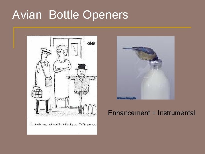 Avian Bottle Openers Enhancement + Instrumental 