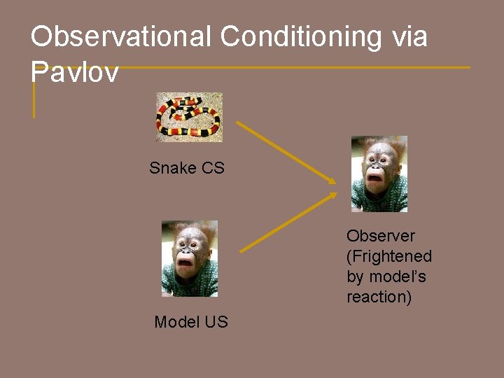 Observational Conditioning via Pavlov Snake CS Observer (Frightened by model’s reaction) Model US 