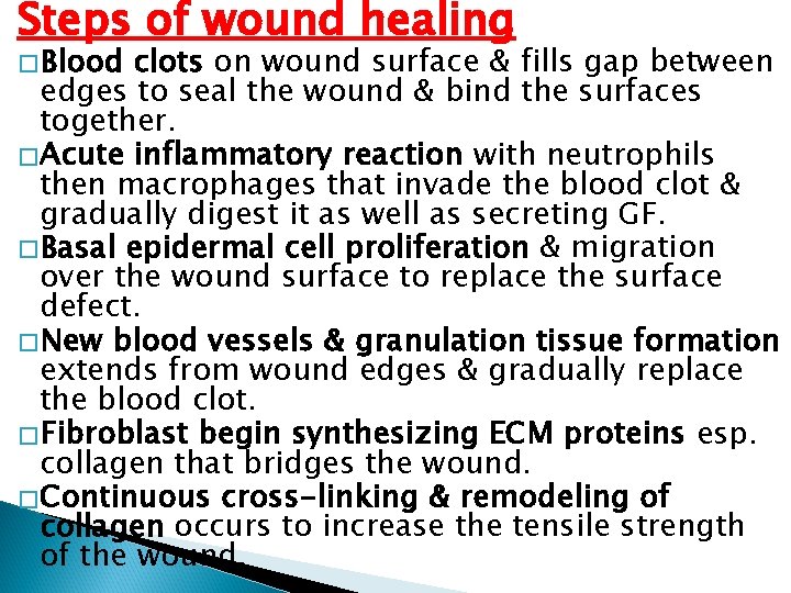 Steps of wound healing � Blood clots on wound surface & fills gap between