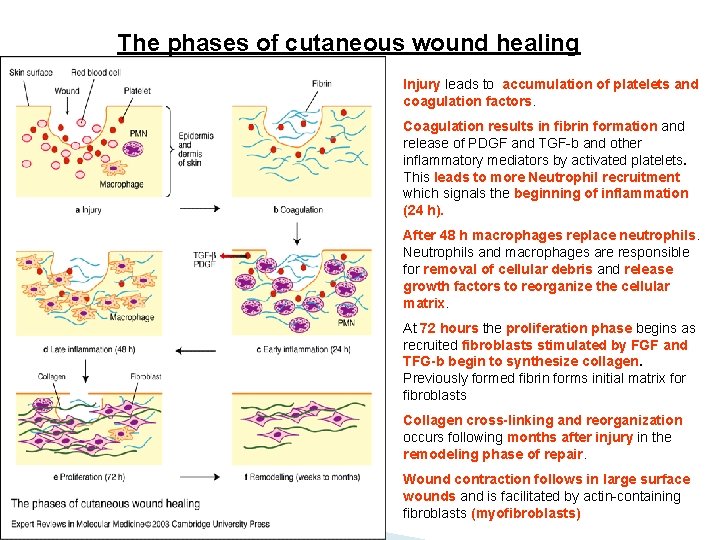 The phases of cutaneous wound healing Injury leads to accumulation of platelets and coagulation