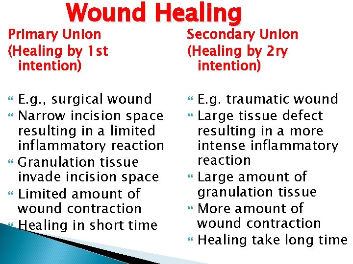 Wound Healing Primary Union (Healing by 1 st intention) E. g. , surgical wound