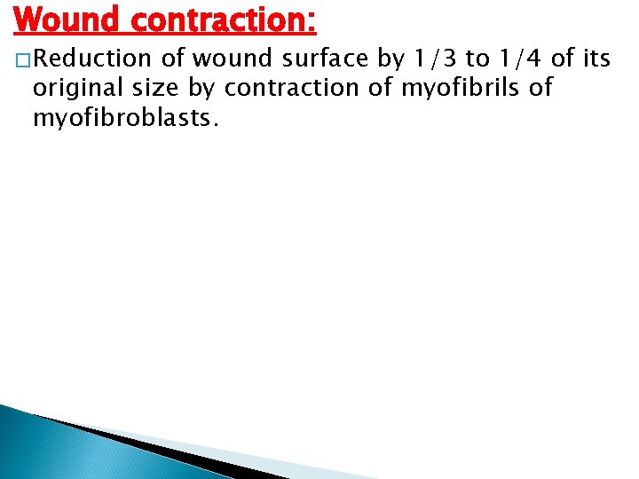 Wound contraction: �Reduction of wound surface by 1/3 to 1/4 of its original size