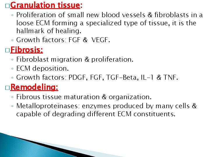 � Granulation tissue: ◦ Proliferation of small new blood vessels & fibroblasts in a