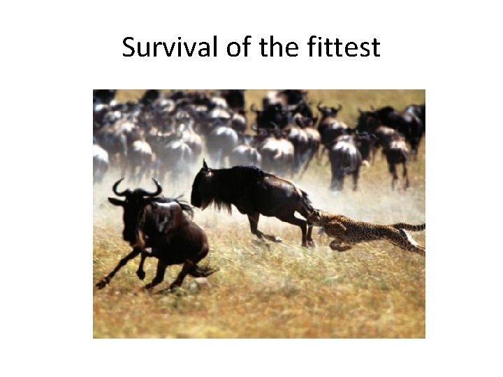 Survival of the fittest 