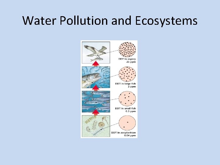 Water Pollution and Ecosystems 