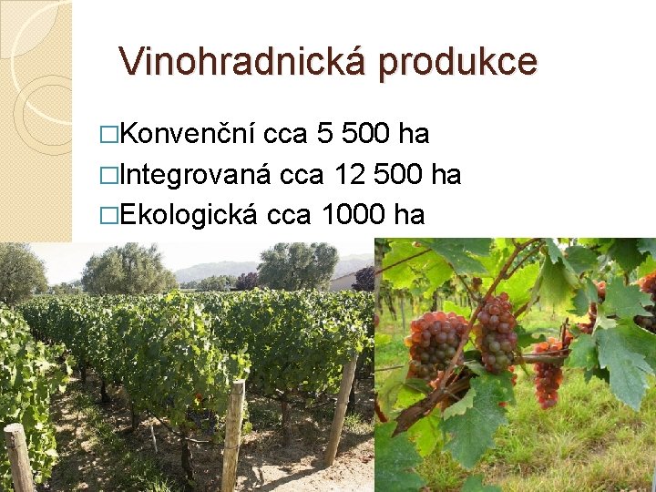 Vinohradnická produkce �Konvenční cca 5 500 ha �Integrovaná cca 12 500 ha �Ekologická cca