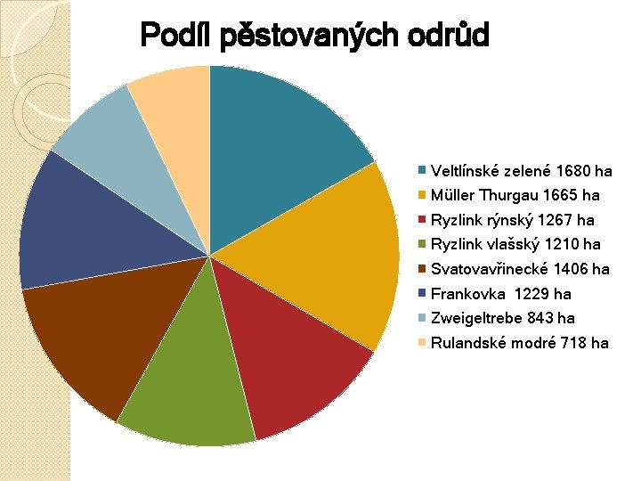 Podíl pěstovaných odrůd Veltlínské zelené 1680 ha Müller Thurgau 1665 ha Ryzlink rýnský 1267