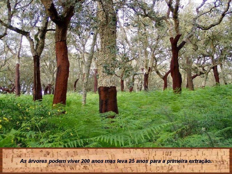 As árvores podem viver 200 anos mas leva 25 anos para a primeira extração.