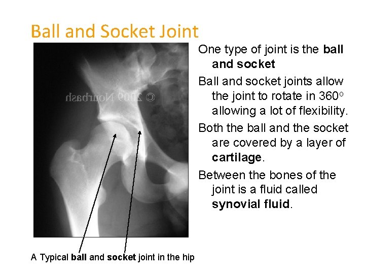 Ball and Socket Joint One type of joint is the ball and socket Ball