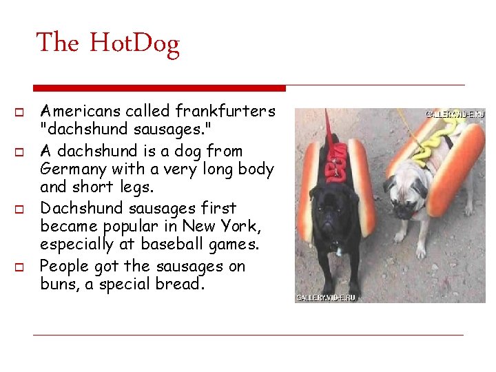 The Hot. Dog o o Americans called frankfurters "dachshund sausages. " A dachshund is