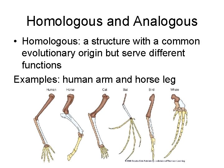 Homologous and Analogous • Homologous: a structure with a common evolutionary origin but serve