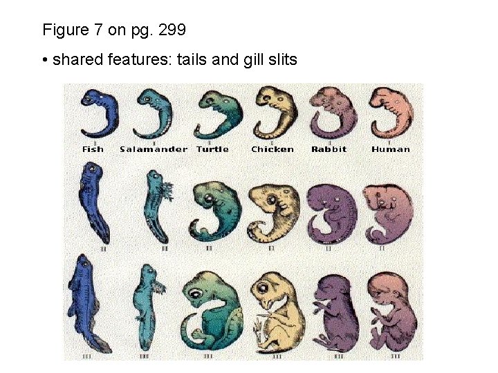 Figure 7 on pg. 299 • shared features: tails and gill slits 