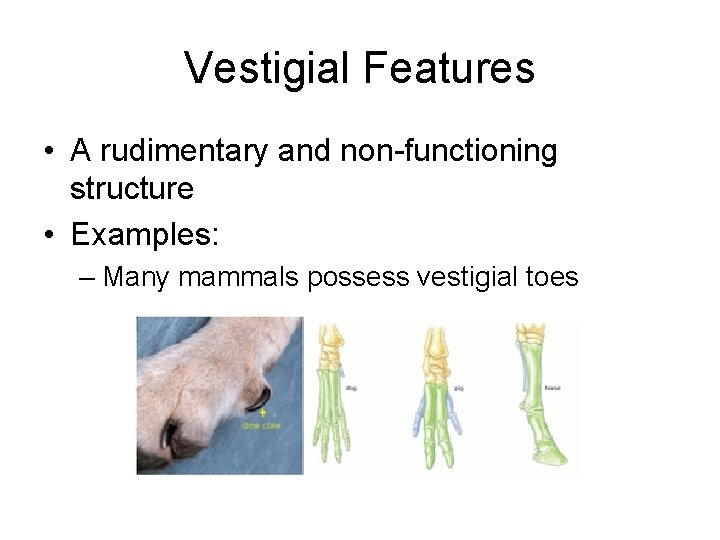 Vestigial Features • A rudimentary and non-functioning structure • Examples: – Many mammals possess
