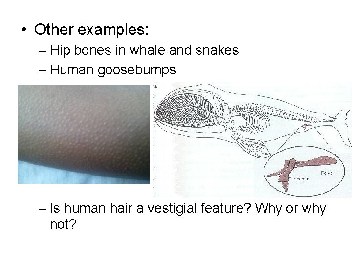  • Other examples: – Hip bones in whale and snakes – Human goosebumps