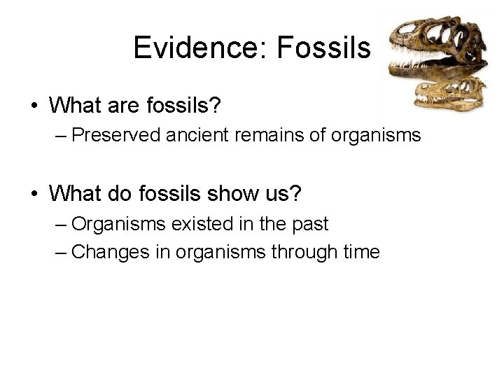 Evidence: Fossils • What are fossils? – Preserved ancient remains of organisms • What