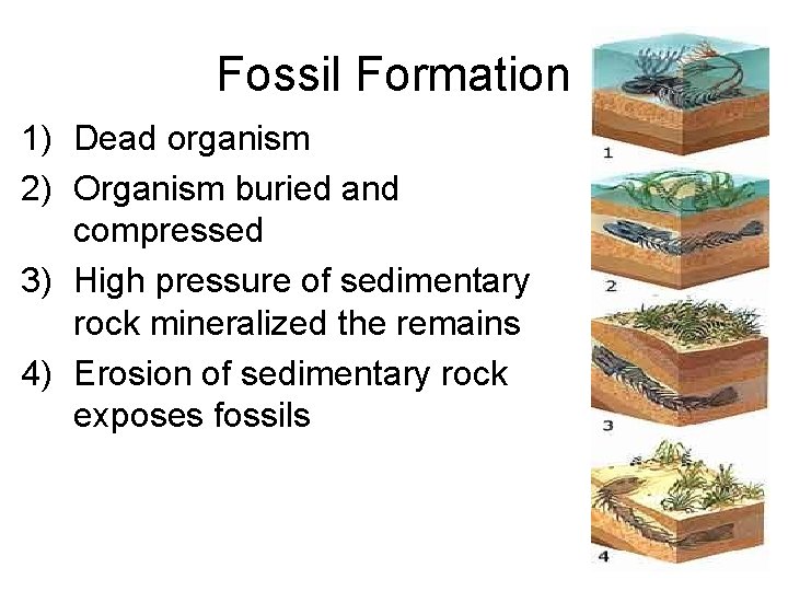 Fossil Formation 1) Dead organism 2) Organism buried and compressed 3) High pressure of