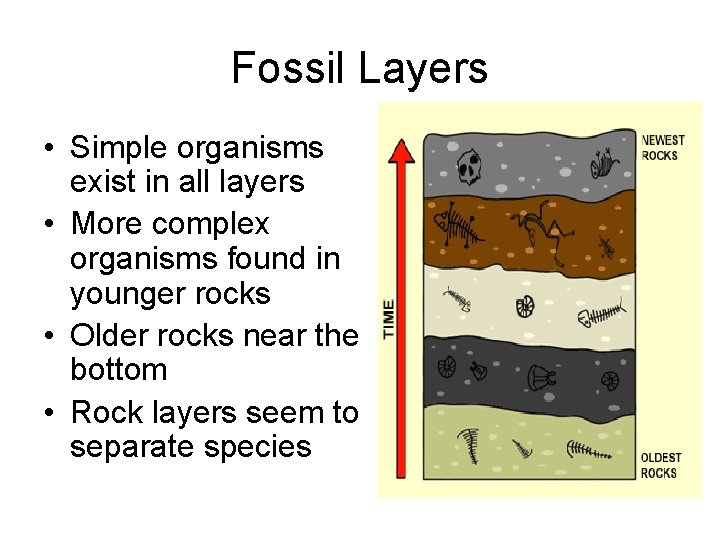 Fossil Layers • Simple organisms exist in all layers • More complex organisms found
