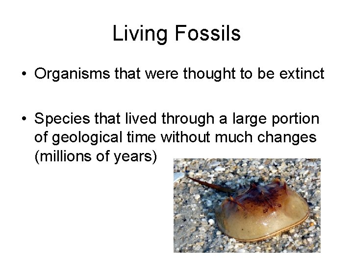 Living Fossils • Organisms that were thought to be extinct • Species that lived