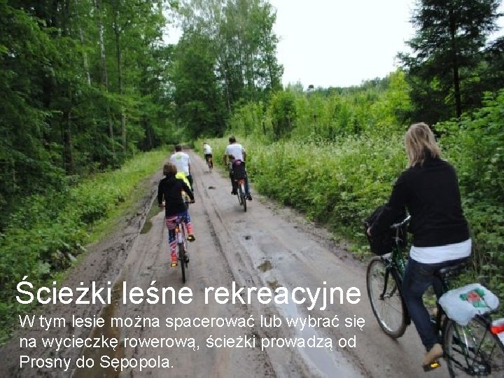 Ścieżki leśne rekreacyjne W tym lesie można spacerować lub wybrać się na wycieczkę rowerową,