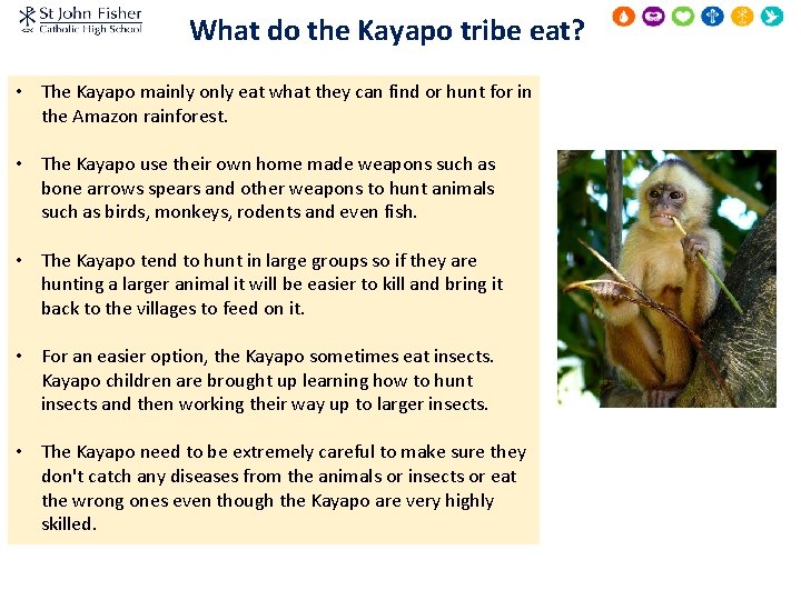 What do the Kayapo tribe eat? • The Kayapo mainly only eat what they