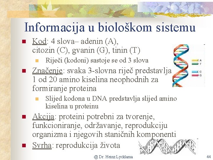 Informacija u biološkom sistemu n Kod: 4 slova– adenin (A), citozin (C), gvanin (G),