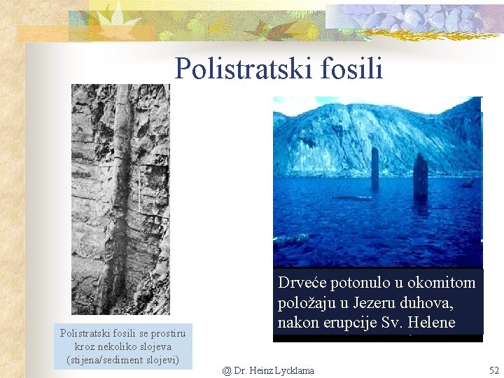Polistratski fosili se prostiru kroz nekoliko slojeva (stijena/sediment slojevi) Drveće potonulo u okomitom položaju