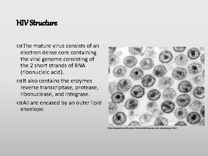 HIV Structure The mature virus consists of an electron dense core containing the viral