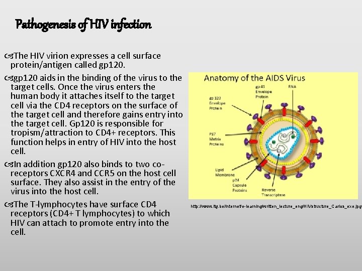 Pathogenesis of HIV infection The HIV virion expresses a cell surface protein/antigen called gp