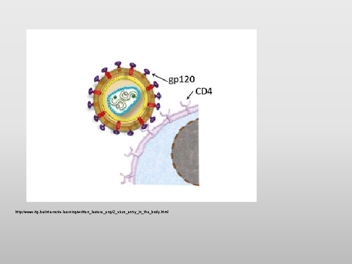 http: //www. itg. be/internet/e-learning/written_lecture_eng/2_virus_entry_in_the_body. html 