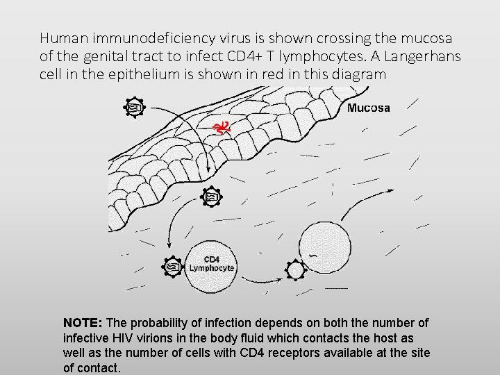 Human immunodeficiency virus is shown crossing the mucosa of the genital tract to infect