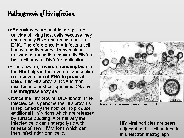 Pathogenesis of hiv infection Retroviruses are unable to replicate outside of living host cells