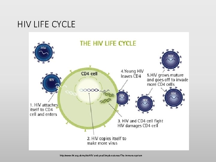 HIV LIFE CYCLE http: //www. tht. org. uk/myhiv/HIV-and-you/Simple-science/The-immune-system 