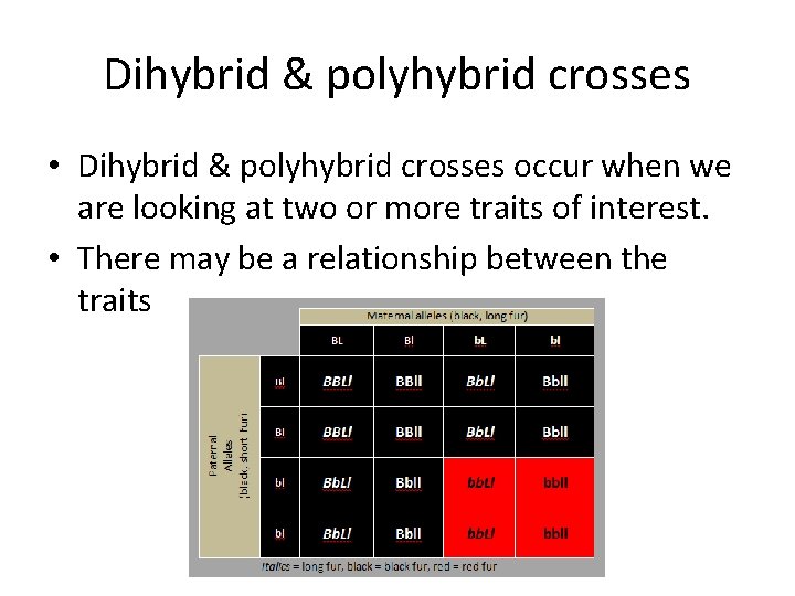 Dihybrid & polyhybrid crosses • Dihybrid & polyhybrid crosses occur when we are looking