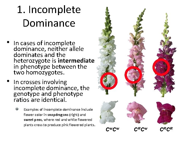 1. Incomplete Dominance • • In cases of incomplete dominance, neither allele dominates and