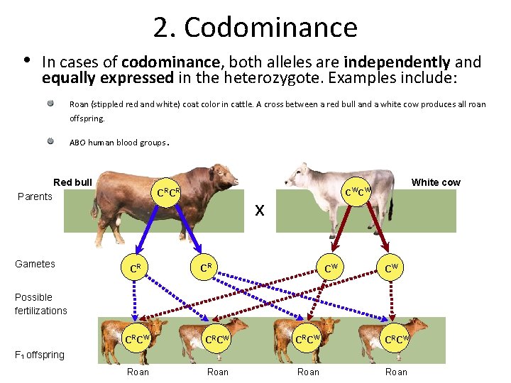 2. Codominance • In cases of codominance, both alleles are independently and equally expressed