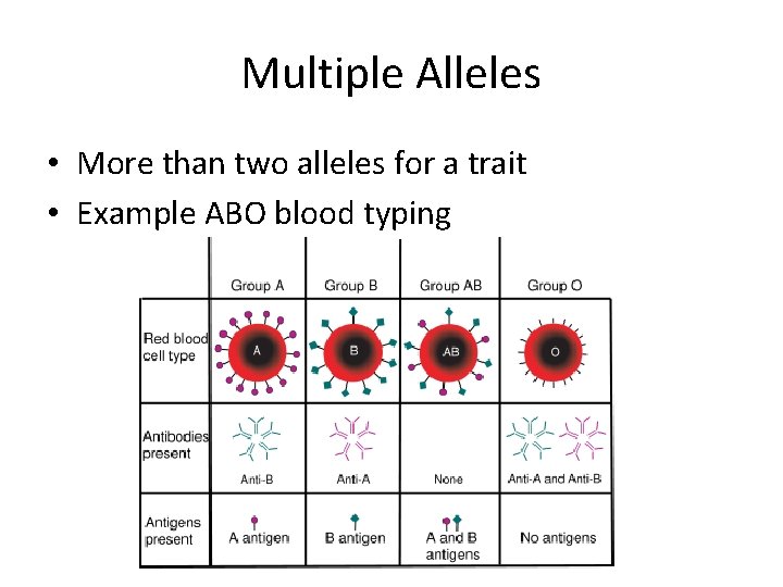 Multiple Alleles • More than two alleles for a trait • Example ABO blood