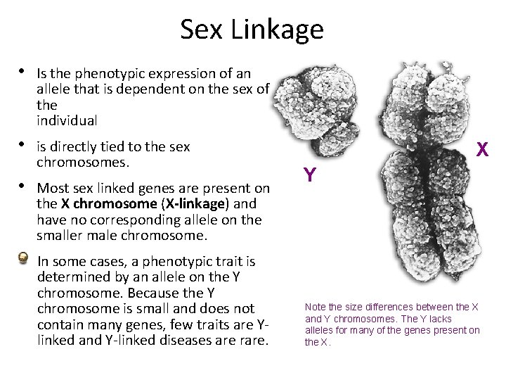 Sex Linkage • Is the phenotypic expression of an allele that is dependent on