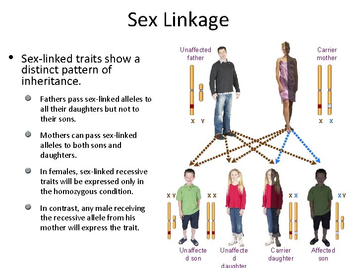 Sex Linkage • Unaffected father Sex-linked traits show a distinct pattern of inheritance. Fathers