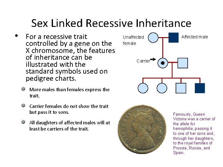  • Sex Linked Recessive Inheritance For a recessive trait controlled by a gene