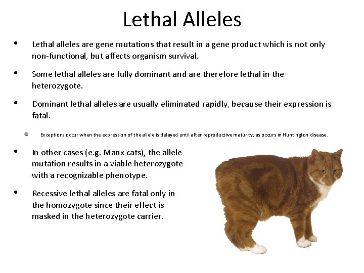 Lethal Alleles • Lethal alleles are gene mutations that result in a gene product