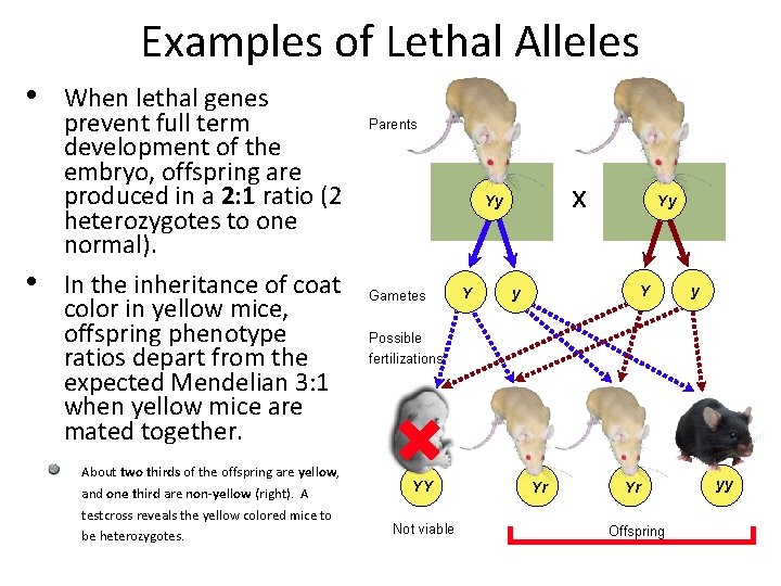 Examples of Lethal Alleles • • When lethal genes prevent full term development of