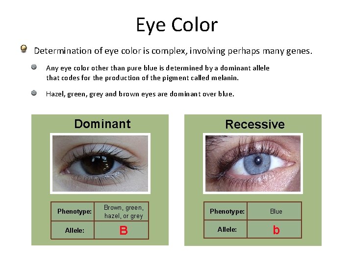 Eye Color Determination of eye color is complex, involving perhaps many genes. Any eye