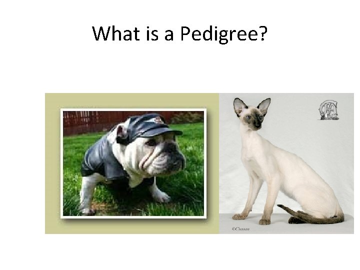 What is a Pedigree? 