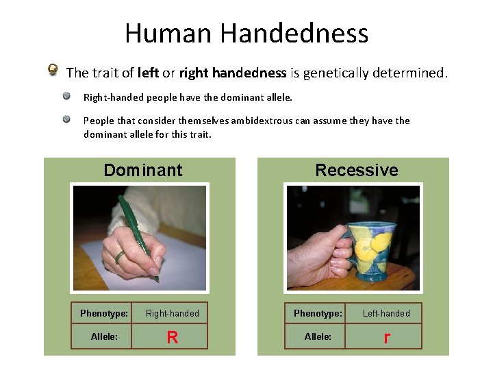 Human Handedness The trait of left or right handedness is genetically determined. Right-handed people