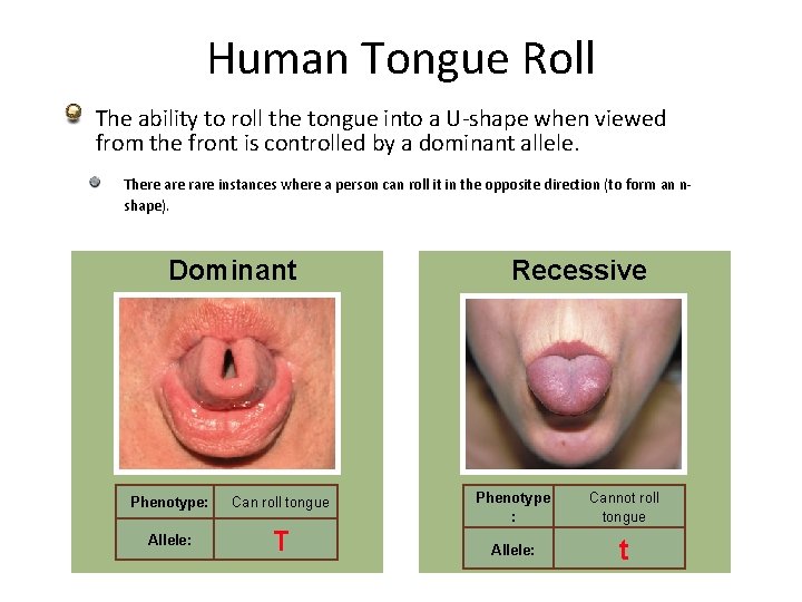 Human Tongue Roll The ability to roll the tongue into a U-shape when viewed