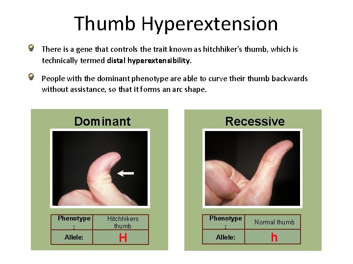 Thumb Hyperextension There is a gene that controls the trait known as hitchhiker's thumb,