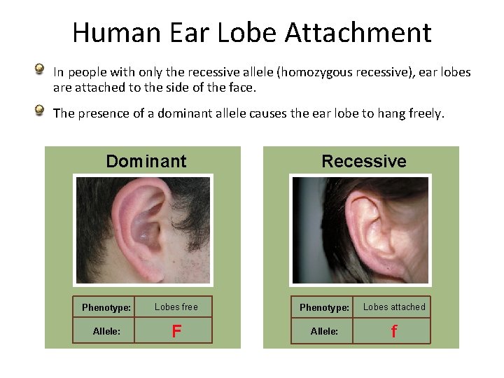 Human Ear Lobe Attachment In people with only the recessive allele (homozygous recessive), ear