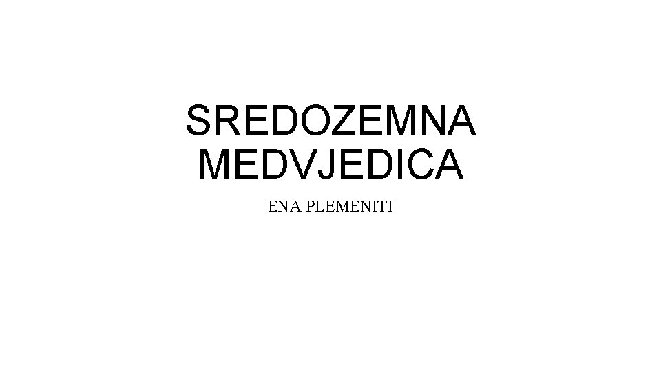 SREDOZEMNA MEDVJEDICA ENA PLEMENITI 