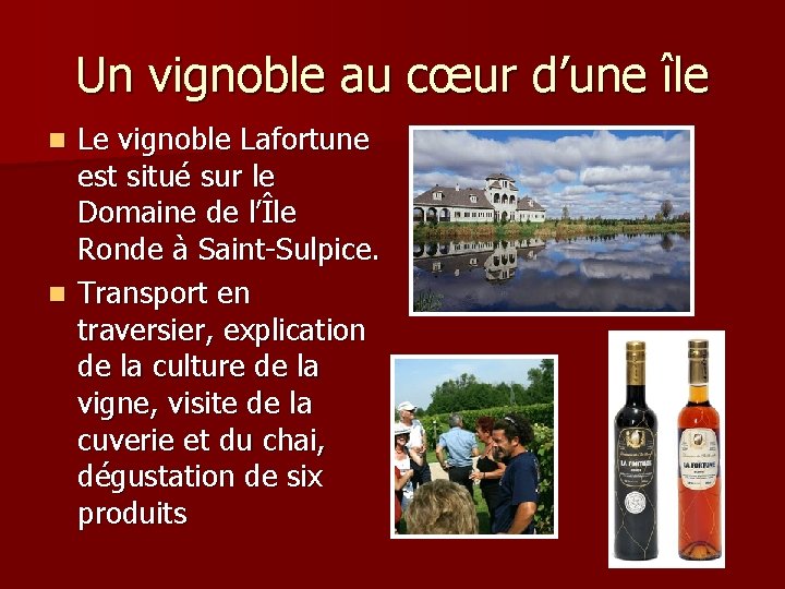 Un vignoble au cœur d’une île Le vignoble Lafortune est situé sur le Domaine