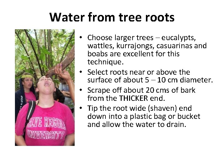 Water from tree roots • Choose larger trees – eucalypts, wattles, kurrajongs, casuarinas and